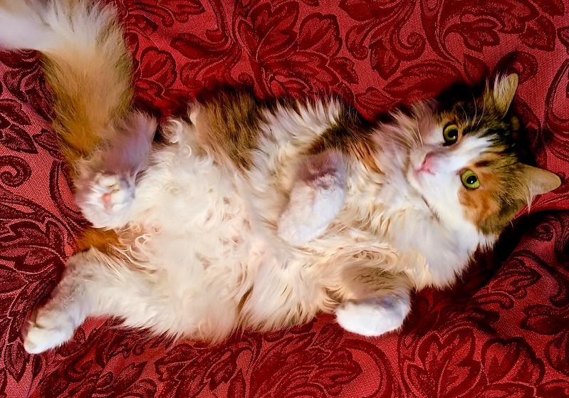 qikipedia's tweet photo. The cells that cause pigmentation in cats develop near the spine, and don't always successfully migrate all the way around the body.

This is why cats often have white bellies.

(Image: Andreas Komodromos; CC BY-NC) https://t.co/zfdIwnPWQf
