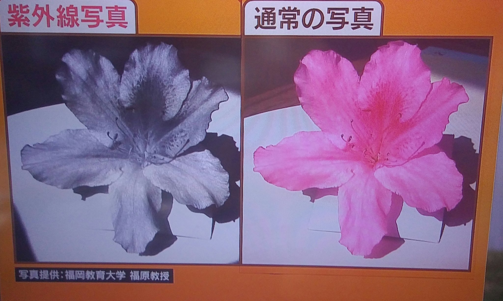 つつじの花びらに見られることがある斑点模様は お天気検定 令和の知恵袋