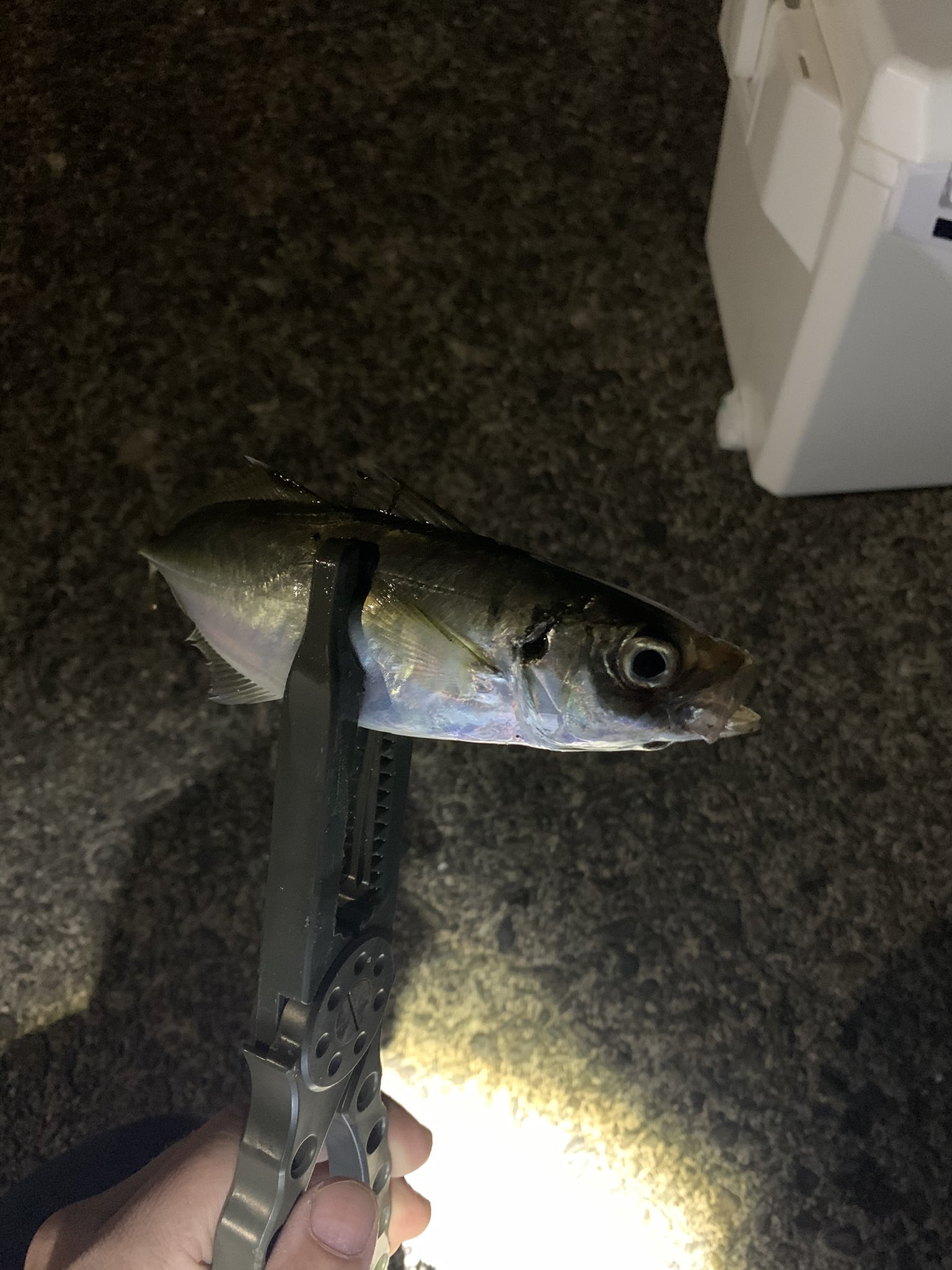 ゴウ 昨日の夜の尾鷲方面アジング まさかプラグにアジが食ってくるとは 釣果は２匹 T Co Cyyp8tqbti Twitter