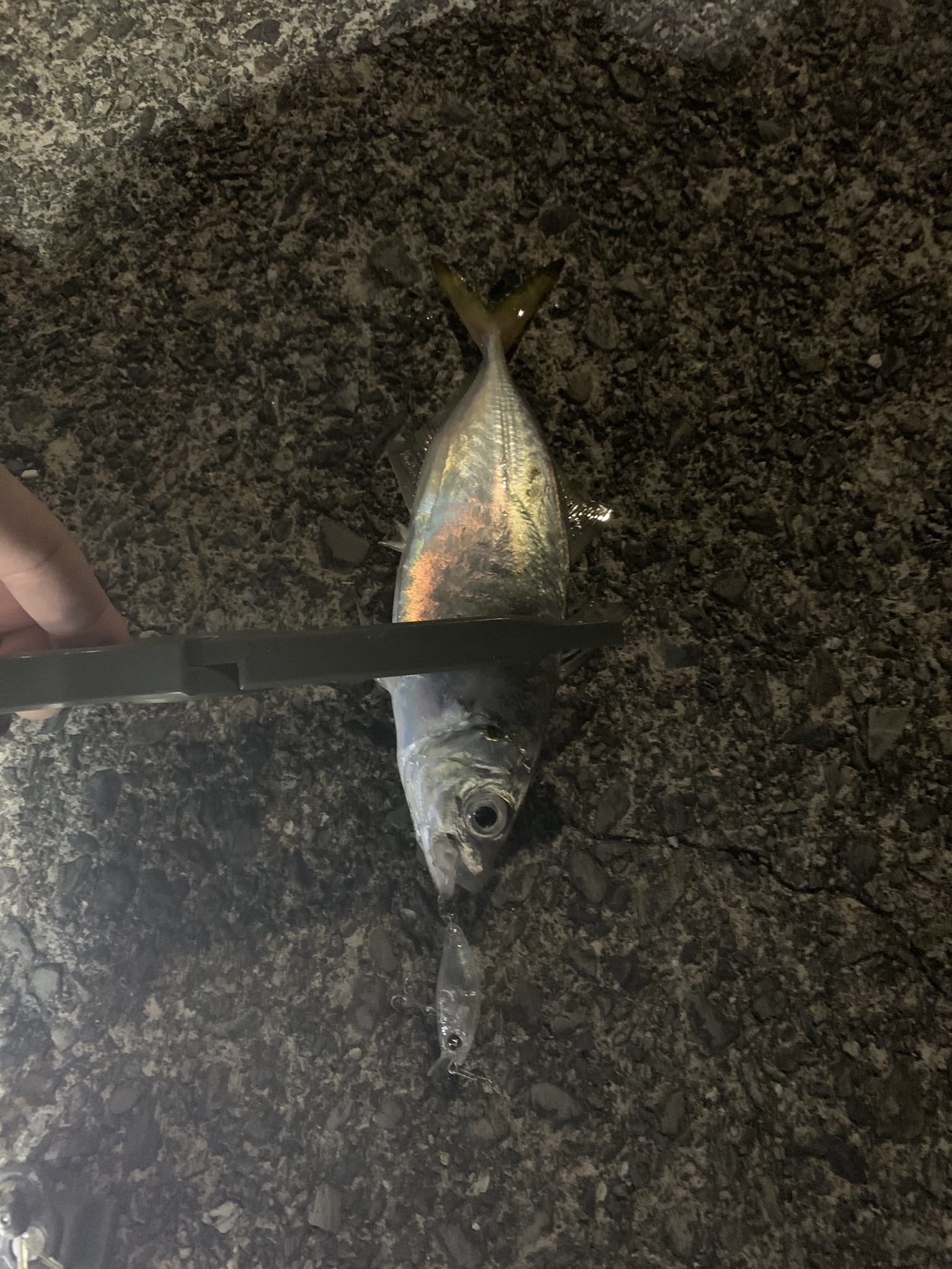 ゴウ 昨日の夜の尾鷲方面アジング まさかプラグにアジが食ってくるとは 釣果は２匹 T Co Cyyp8tqbti Twitter