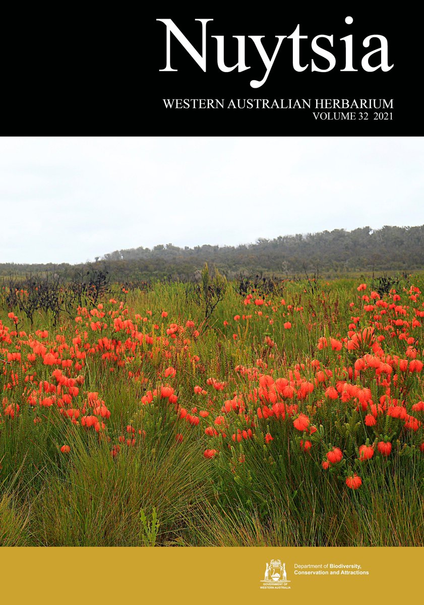 Science_DBCA's tweet photo. Another year, another volume of Nuytsia #WAHerbarium. The cover of V32 features the bright blooms of Beaufortia sparsa (Myrtaceae) – 📷 from Walpole-Nornalup National Park by Rob Davis.

The 1st batch of papers for 2021 will be published following a Florabase upgrade. Stay tuned! https://t.co/jxHi0coCkY