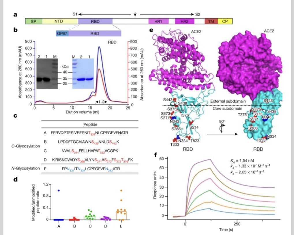 DoctorBokhari's tweet image. should be interesting Resesrch, probably @WHO @EMA_News &amp;amp; other entities need to monitor for any #fallouts of this #vaccine mixing experiment i.e giving human subjects 2 different vaccines an #adenovirus &amp;amp; a RBD domain Baculovirus based - immune system could B challenged @AP @FT