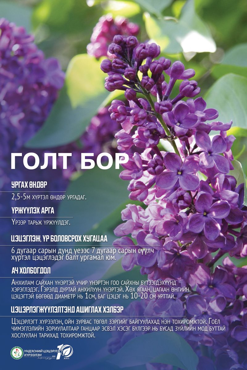 Голт борыг хот цэцэрлэгжүүлэх ажилд ганц нэгээр суулгаж ургуулж байна. Цэцэрлэгт хүрээлэнд ганц нэгээр болон бусад зүйлийн мод сөөгтэй хослуулан ургуулахад тохиромжтой.