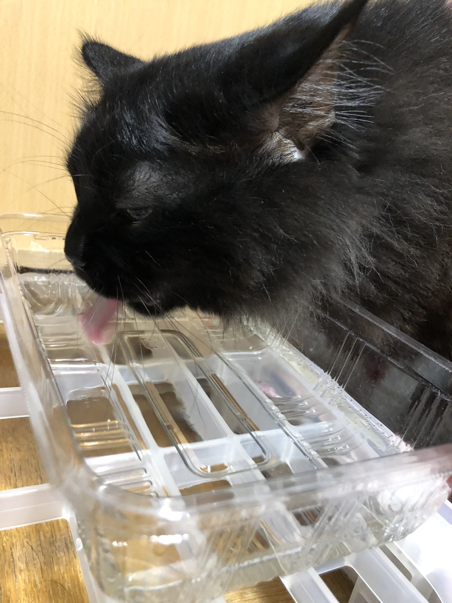 水を飲む猫 Twitter Search Twitter
