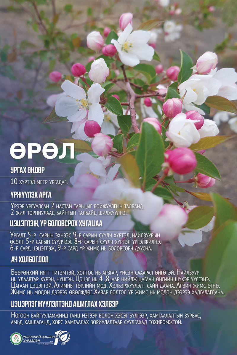 Өрөл модыг хот суурин тохижуулах ажилд ганц нэгээр бусад мод, сөөгтэй бүлэг болгон суулгаж ургуулдаг. Навчны хэлбэр болон багц цэцэг нь цагаан өнгийн үзэмжтэй сайхан харагддаг. Хот суурин газарт тарихад үзэмжтэй гоё  бөгөөд улиралын өнгө хувиралт сайтай мод юм.