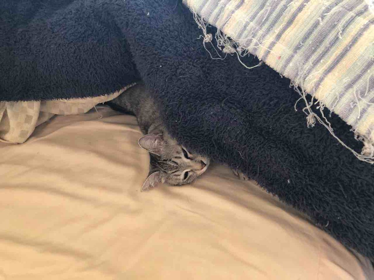 らいにゃ tweet media