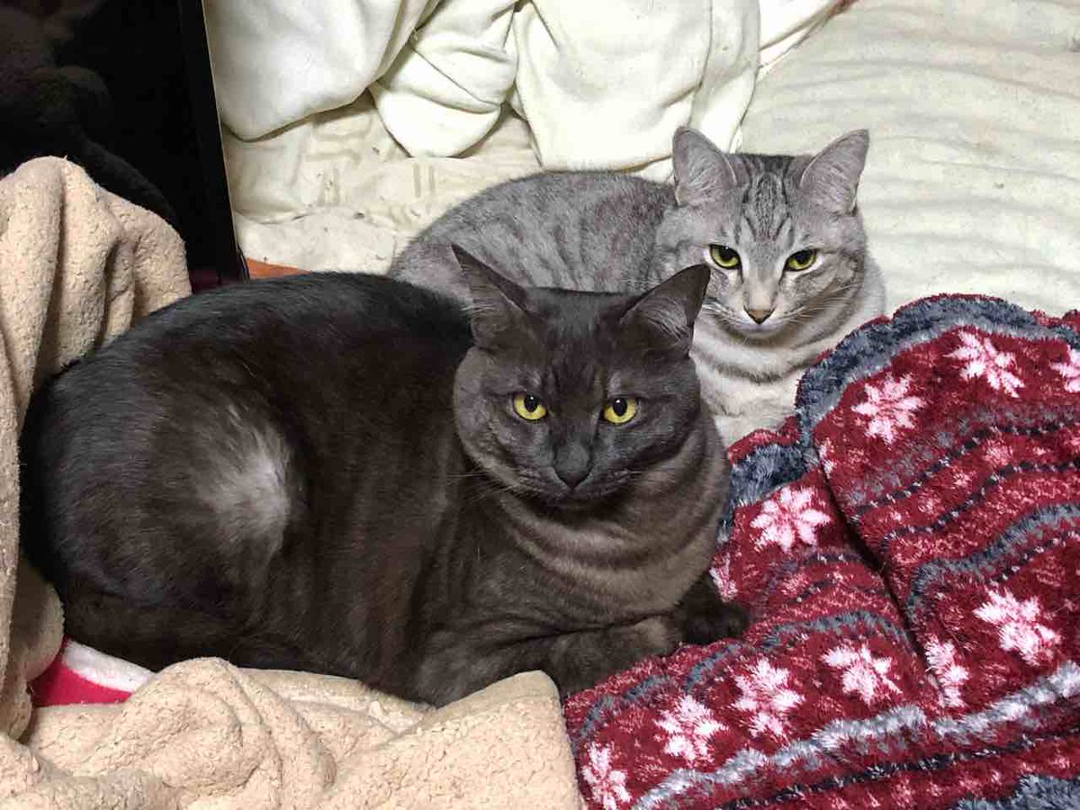 らいにゃ tweet media