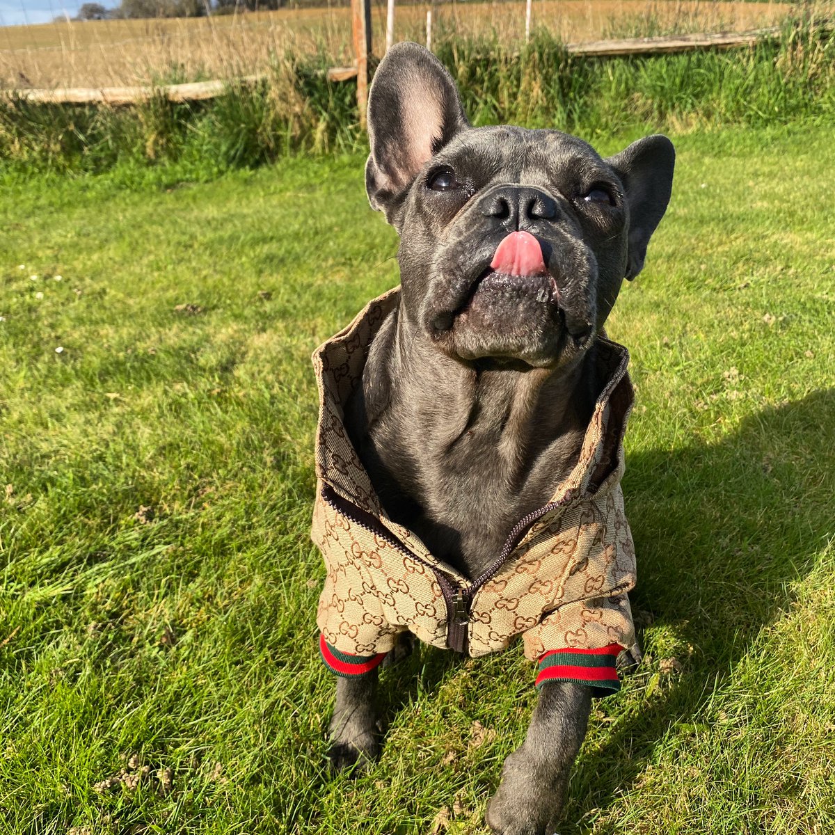 Harper & Stitch Frenchie Boutique tweet media