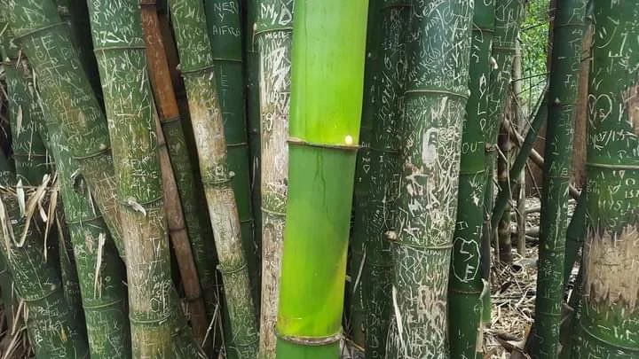 Bamboo that grew up in the pandemic without the effect if tourists’ touch.