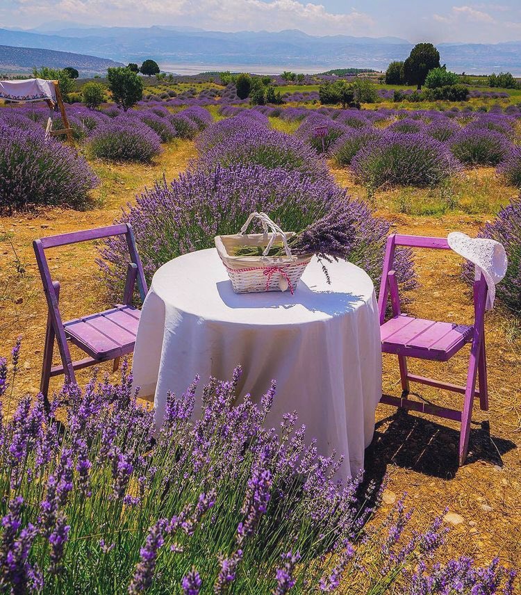 UnapolgetiGrk's tweet photo. Lavender field in Kuyucak, Turkey. https://t.co/BMpTvHGBrF