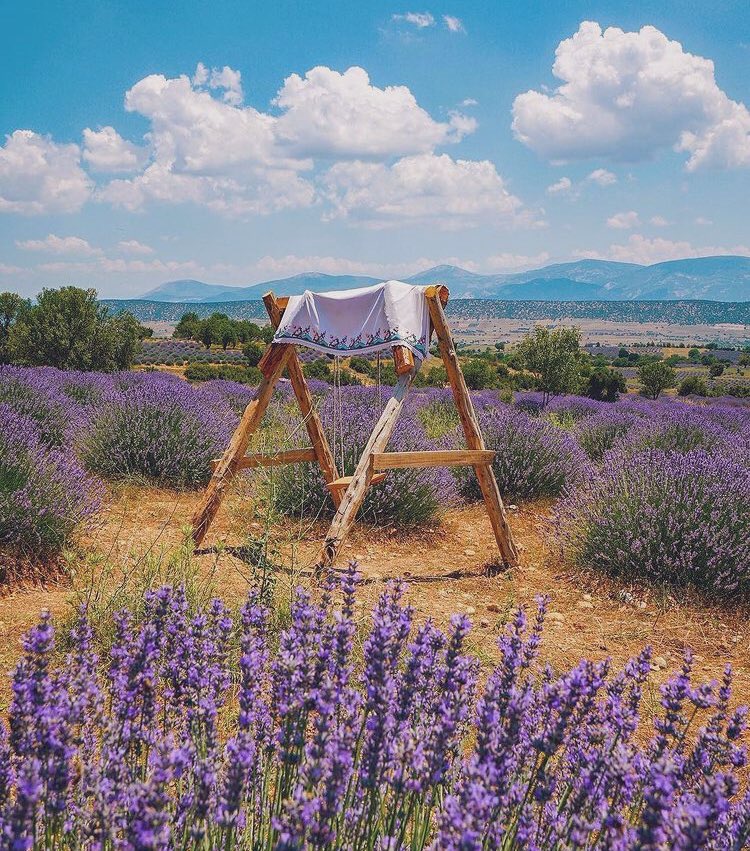 UnapolgetiGrk's tweet photo. Lavender field in Kuyucak, Turkey. https://t.co/BMpTvHGBrF