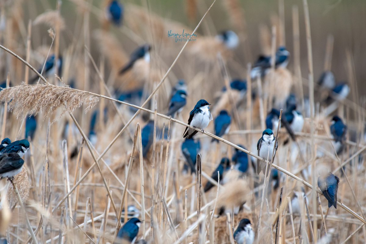 KesavanBhargav's tweet photo. A flock of Tree Swallows enjoying the day. #birdphotography #birds #BirdsSeenIn2021 #nature #wildnewjersey #NewJersey #TwitterNatureCommunity 
 @ABCbirds https://t.co/XCcIWNRw6Z