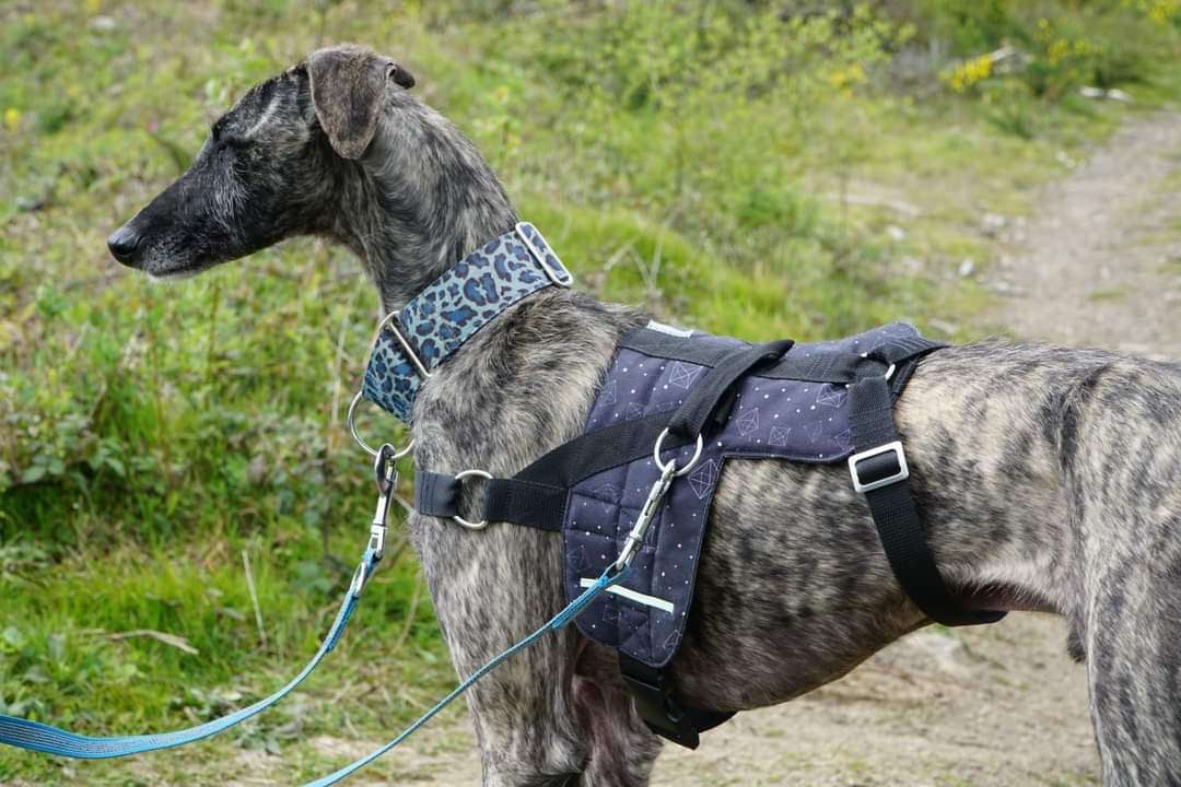 Galgo Leku auf Twitter: „ADAM, EN ACOGIDA, CON SU ARNES NORURGO Markel nos comenta: Adam estrenando su nuevo arnes noruego Galgoleku Adopcion de Galgos . Un complemento muy recomendanle para pasear