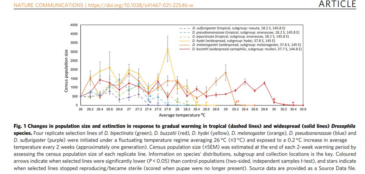 MonashBiol's tweet image. @bvanheerwaarden and Carla Sgro  find male fertility thermal limits are better predictors of #drosophila species’ current distributions and extinction in the laboratory. Plus little evidence of adaptive responses to warming in any species. nature.com/articles/s4146… #MonashEvolution