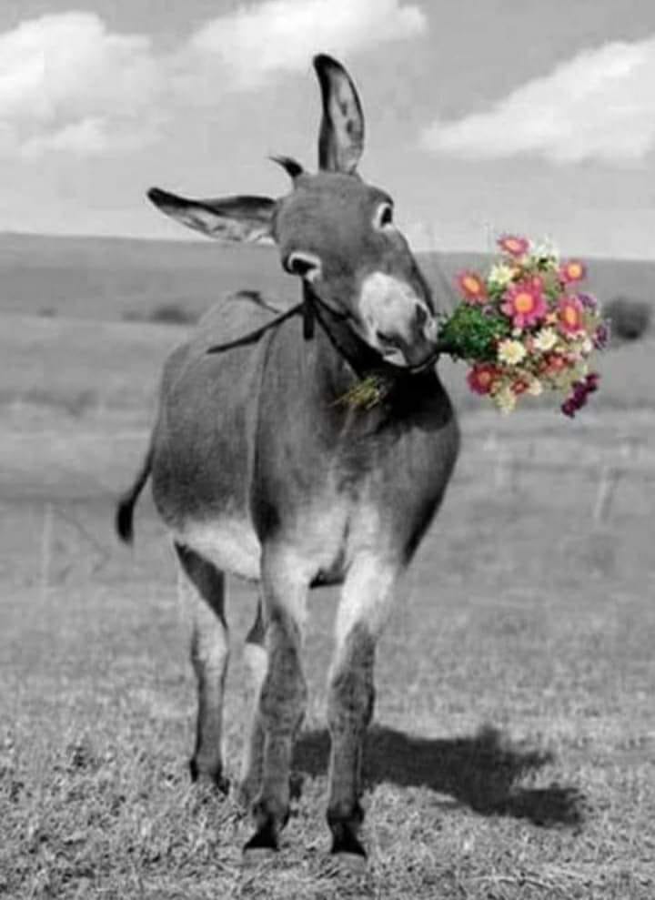 DORA ALICIA GALVAN tweet media