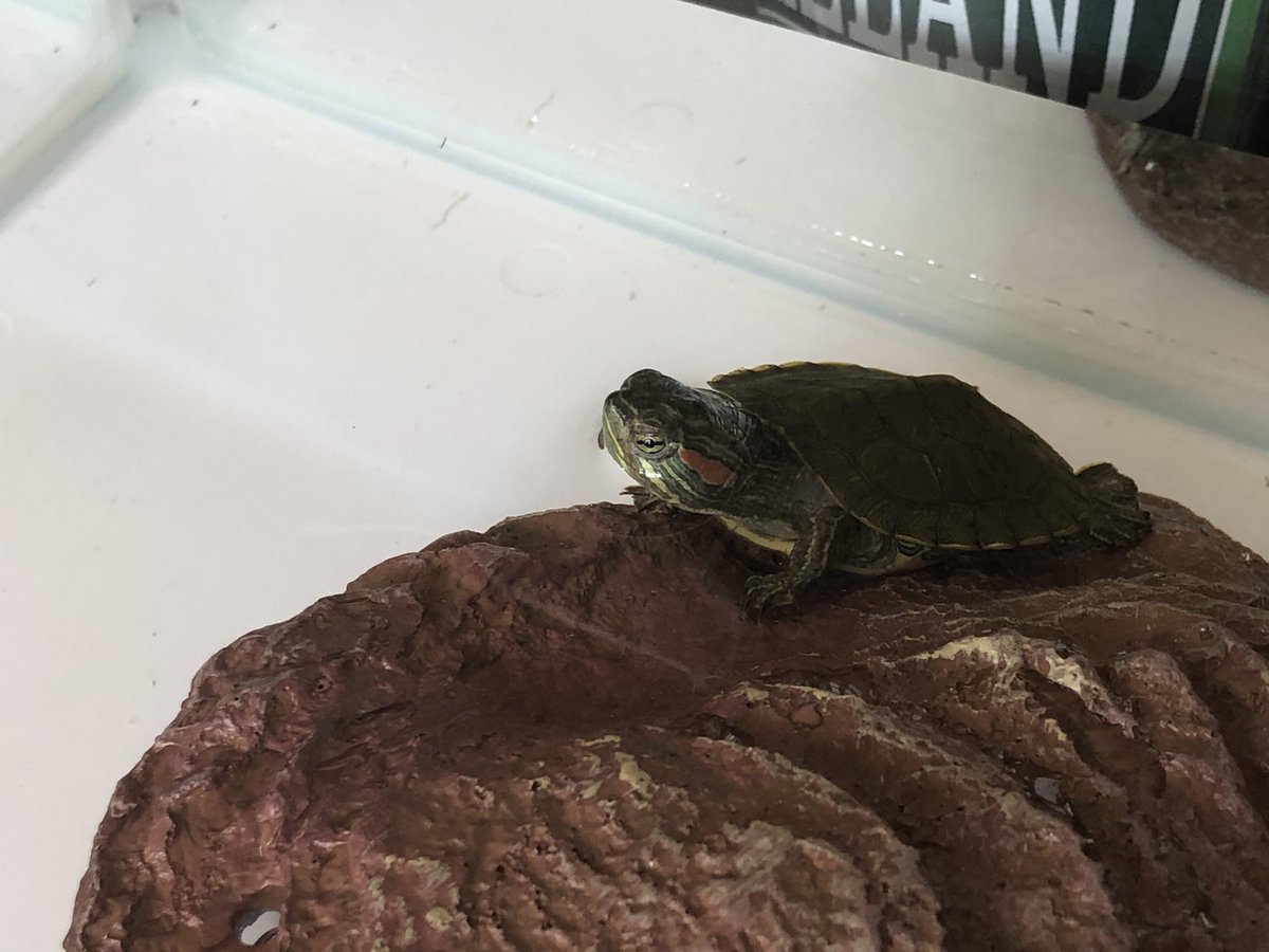 There is no sand in the tank so ordering some now. At least now there is space to swim and hide, dry land and no way to escape (though I’m not sure, this turtle is a great Houdini). 