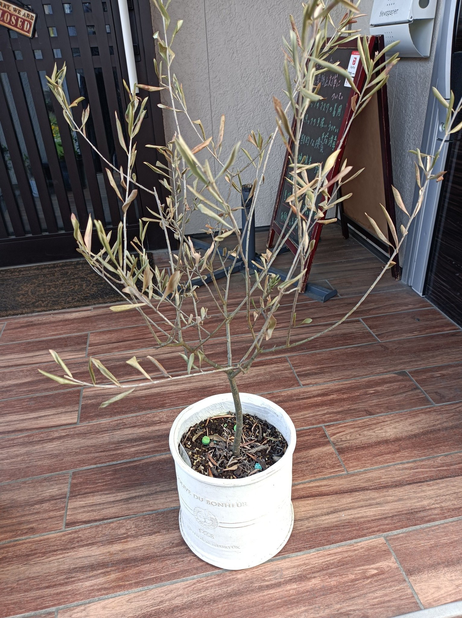 仙台 美容室 蛍火 オリーブの木 1鉢だけ 枯れてきたので 思いきって 剪定してみました どうなるかな T Co Wczni2zp5f Twitter