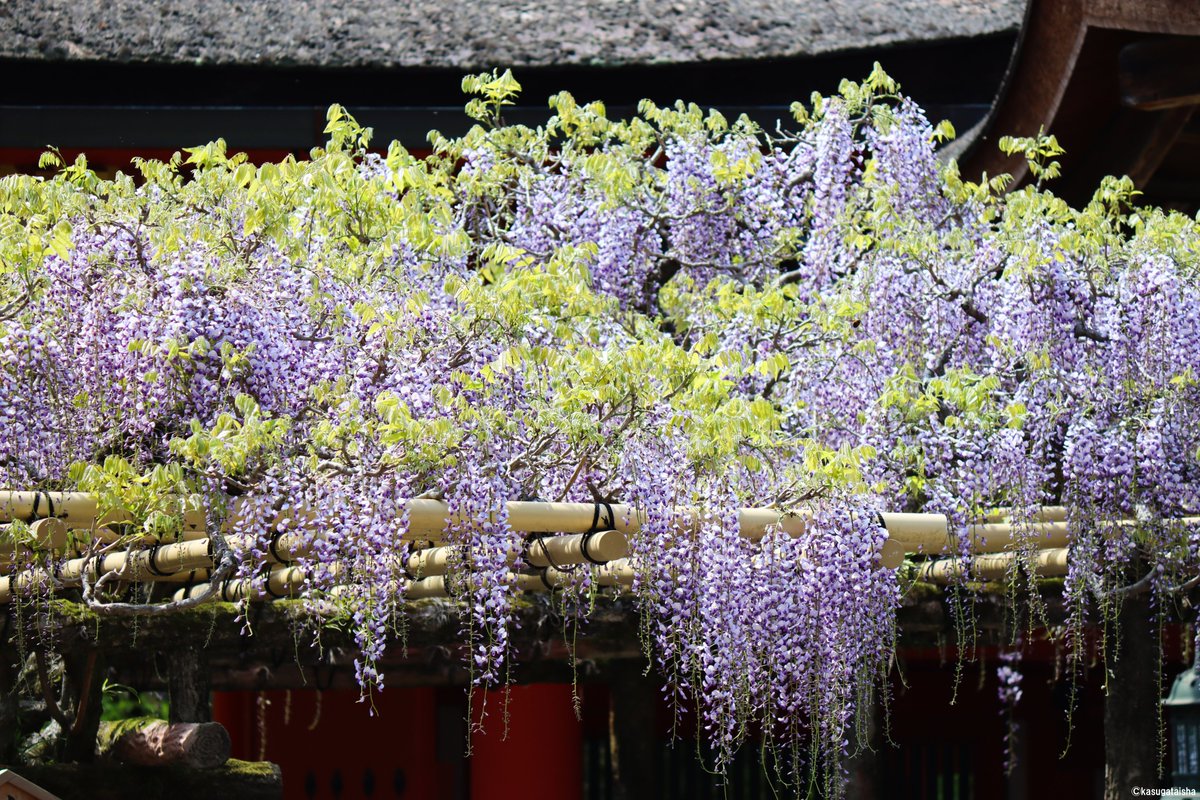 春日大社 Kasugataisha Shrine 公式 今日の藤 砂ずりの藤も良い頃合いではないでしょうか 春日大社 奈良 藤 藤の花