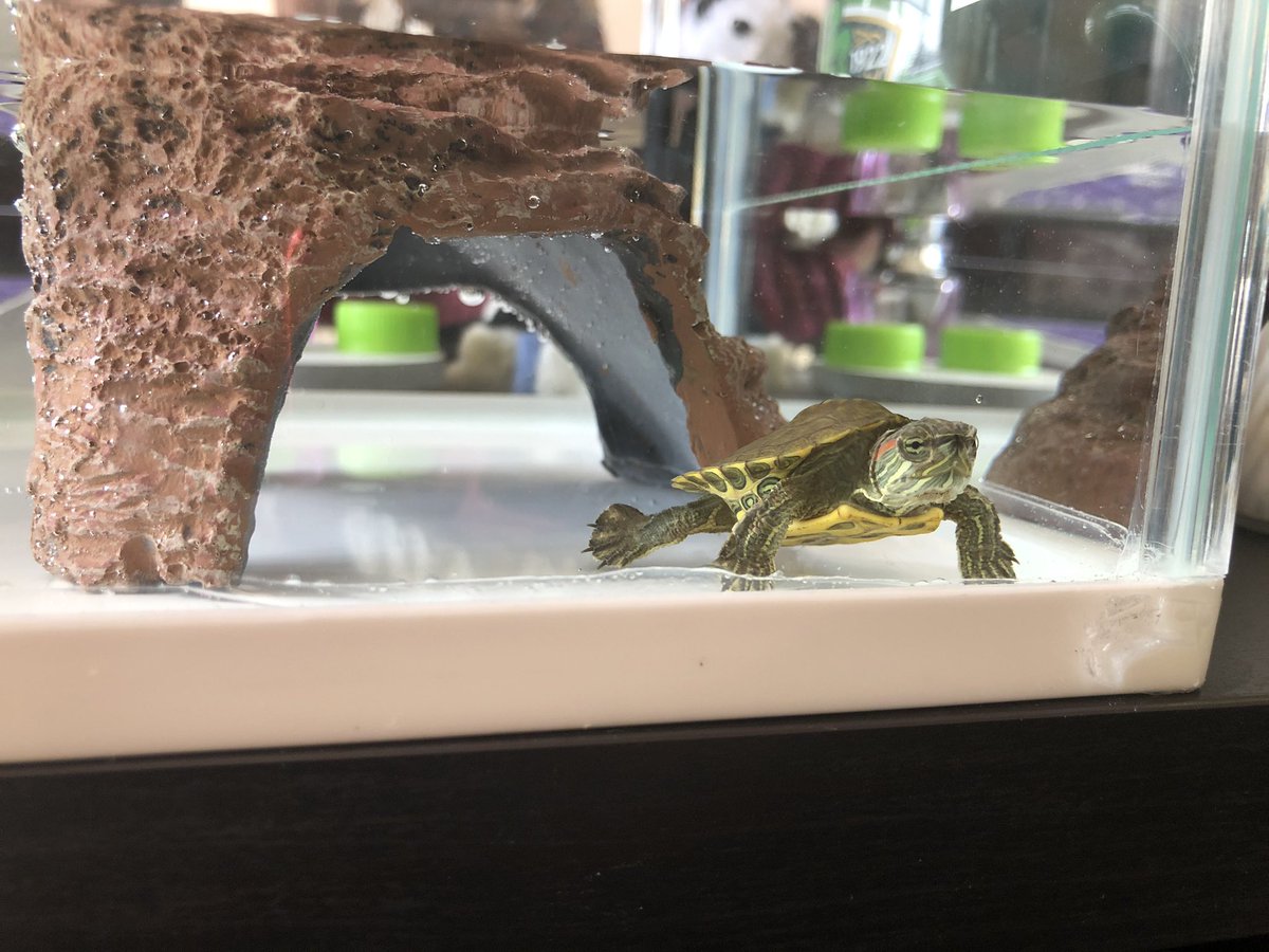 🐢
