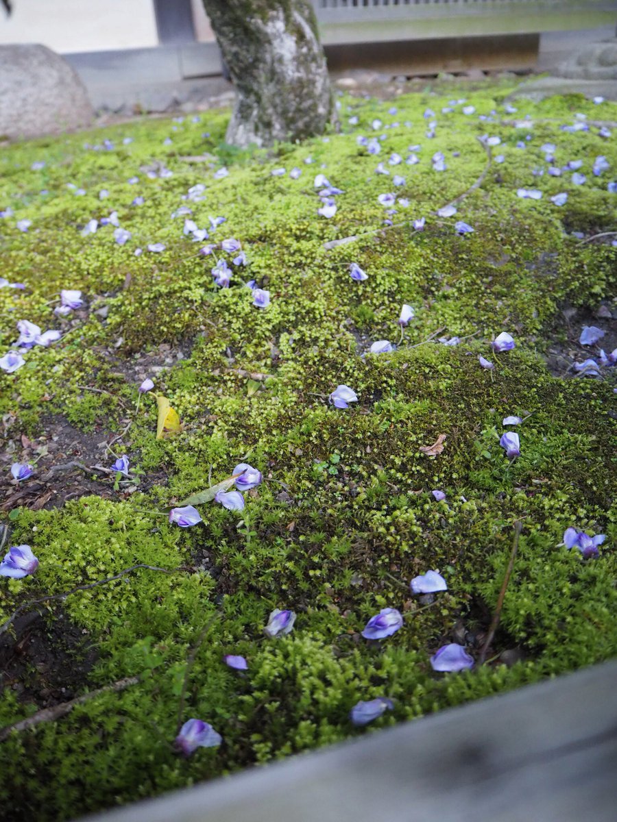 ちえ 種類はわからないけど散ってる藤も 苔の緑に紫が映えて綺麗 白い藤も可愛らしい 帰り際に神主さんが樹の育成の為に盛り過ぎた里桜を落としてた ピンク色の牡丹雪が降っているようでした ちえ 種類はわからないけど散ってる藤も 苔の緑に紫が映えて綺麗 白い藤も可愛らしい 帰り際に神主さんが樹の育成の為に盛り過ぎた里桜を落としてた ピンク色の牡丹雪が降っているようでした