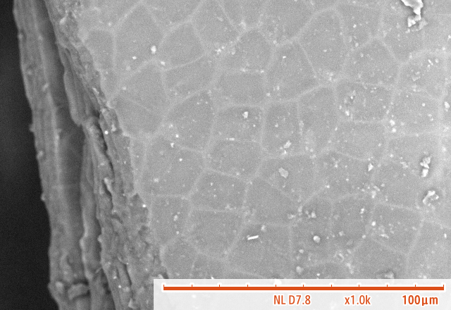 Hitachi_EM's tweet image. Happy National Seaweed Day !
(April 20th)
#ElectronMicroscope #electronmicroscopy #NationalSeaweedDay

Nori, dried laver seaweed