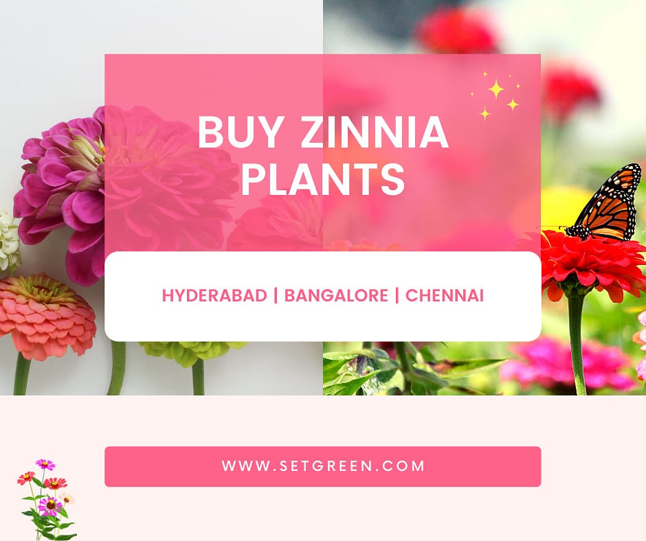 setgreen242's tweet photo. Buy #Zinniaplants online.
Buy all kind of #Liveplants at #Setgreen. Get ur orders to doorstep in #hyderabad #bangalore #chennai. #floweringplants #onlineplants #zinniaflower #zinnias #plantlife #gardening #houseplants. Visit @ https://t.co/1zCbH9RT9c, #app https://t.co/iCxJPYFg0w https://t.co/eVLGk8RQ9n