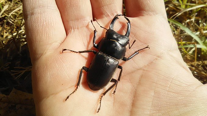 コクワガタを見つけたぞ 