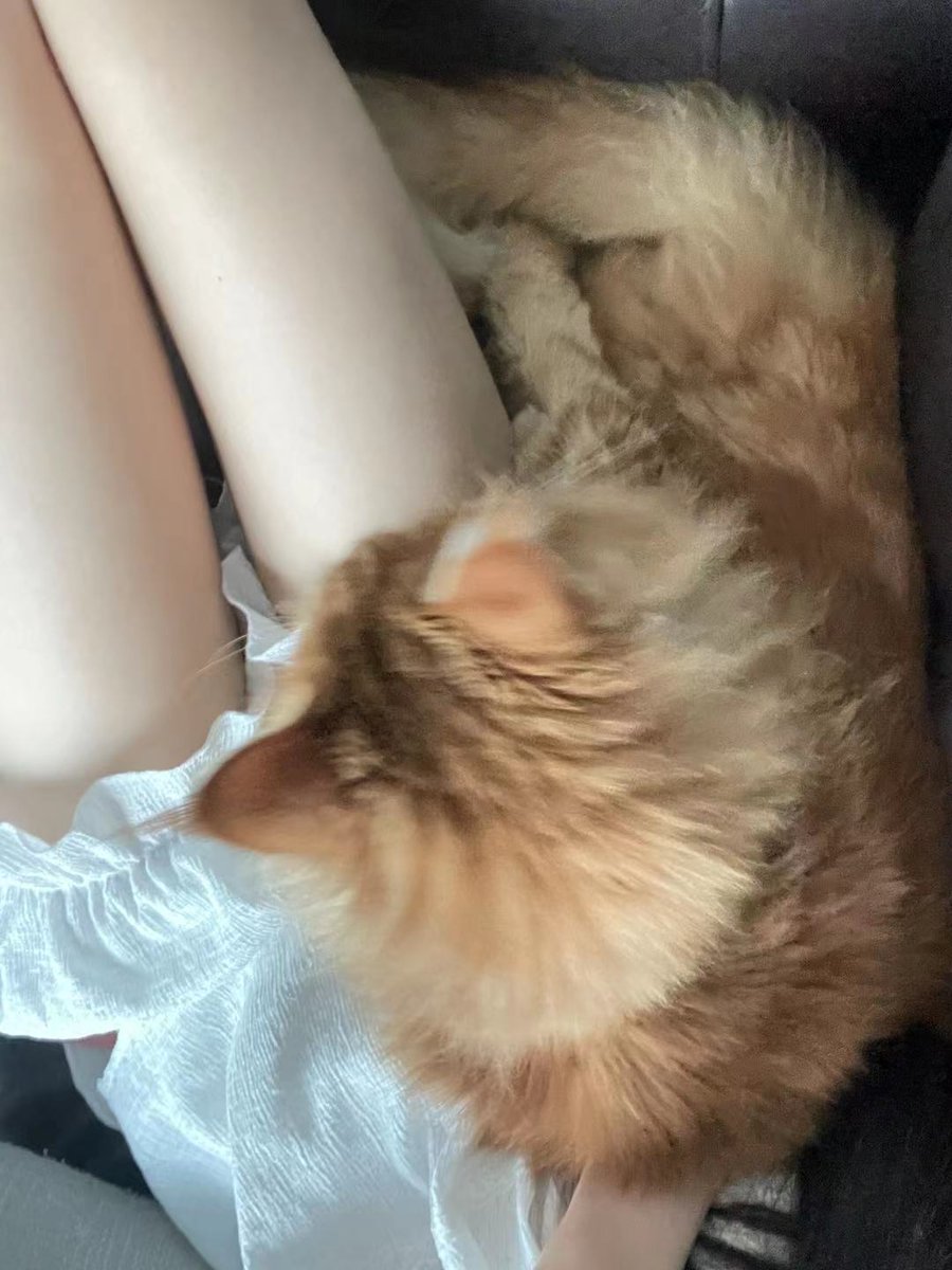 Cat and I choose one
猫と私は一つを選びます https://t.co/mAeh9h90lV