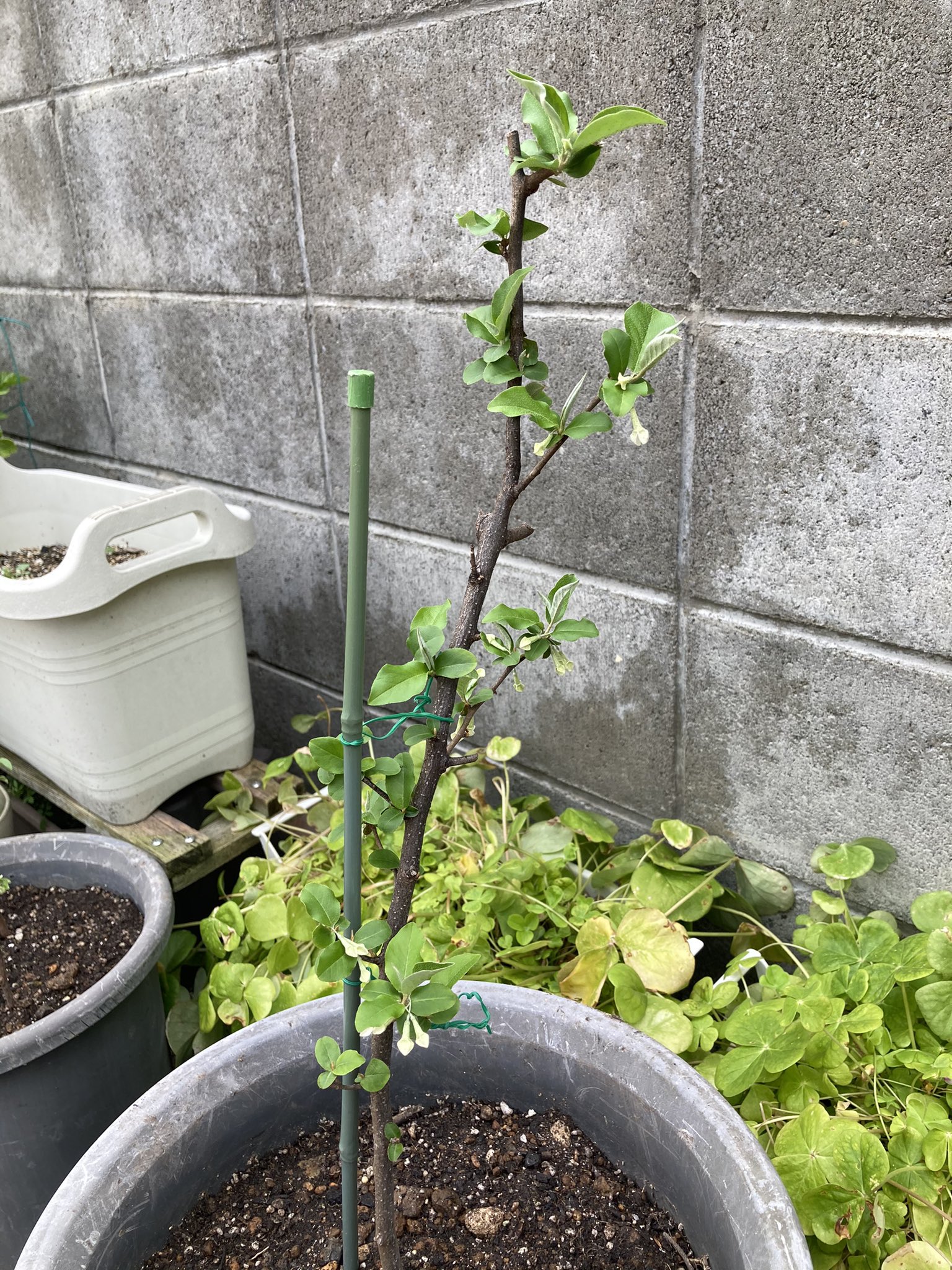 ゆめこ びっくりグミの木を挿木しました 冬を超し 新芽が出てきました 裸の茶色の枝が土に刺さった姿は 黙ったままで 生きているのかどうなのかわからず心配しながら春を待ちました びっくりグミ 新芽 T Co Fxrqjhbnhj Twitter