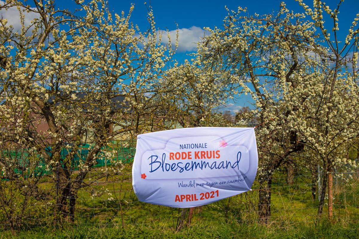 Koetjong (@koetjong) on Twitter photo De Rode Kruis Bloesemmaand is in volle gang. Geen bloesemtocht maar alsnog wordt er geld opgehaald voor <a href="/RodeKruis/">Rode Kruis</a> Lees hier hoe je kan bijdragen: koetjong.nl/nationale-rode… #koetjong #westbetuwe #bloesemmaand <a href="/Bloesemtocht/">Rode Kruis Bloesemtocht</a> Foto: <a href="/AbDonkerFoto/">Ab Donker</a> De Rode Kruis Bloesemmaand is in volle gang. Geen bloesemtocht maar alsnog wordt er geld opgehaald voor <a href="/RodeKruis/">Rode Kruis</a> Lees hier hoe je kan bijdragen: koetjong.nl/nationale-rode… #koetjong #westbetuwe #bloesemmaand <a href="/Bloesemtocht/">Rode Kruis Bloesemtocht</a> Foto: <a href="/AbDonkerFoto/">Ab Donker</a>