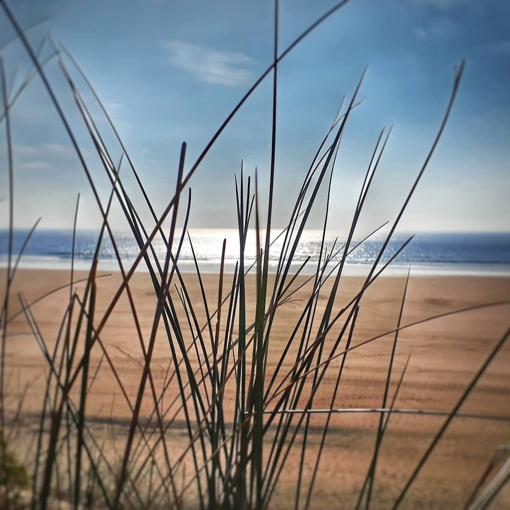 Voir plus: instagr.am/p/CN1hrlEFmWu/

Bon lundi des dunes de Biville.
#attitudemanche #beach #beautiful #Biville #CestBeauLaManche #Cotentin #cotentinunique #follow #goodmorning #Hague #InstaNormandie #Landscape #like #monday #mondaymorning #mondaymotivation #mondayvibes #Nature …