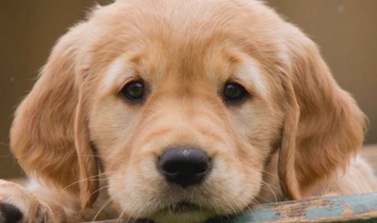 HAYVAN HAKLARI YASASI NE OLDU?

Haftalar geçti, aylar geçti...

cmhr.yt/hP06