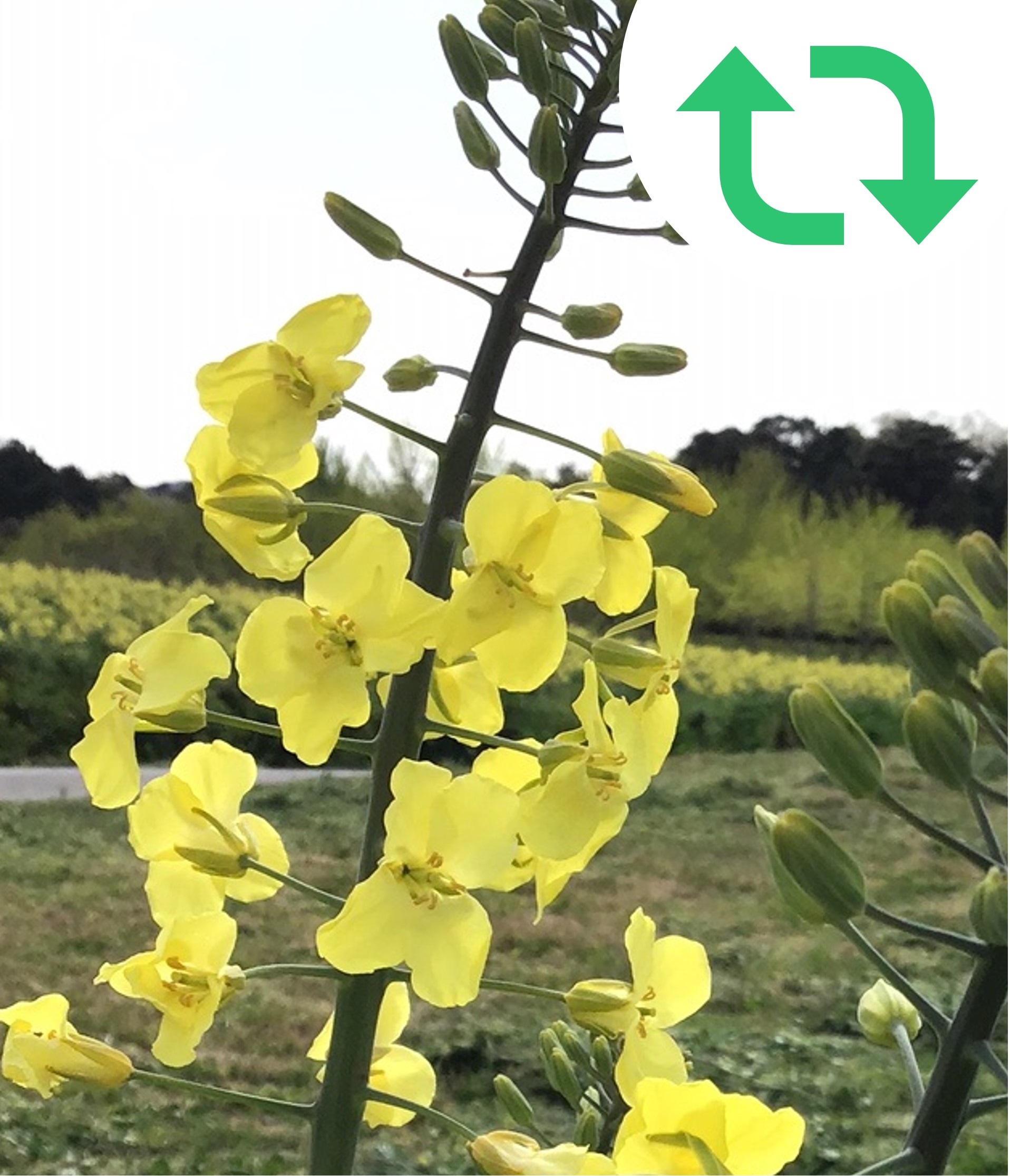 キューサイ公式 超難問 ケールクイズ さて ケール の花はどちらでしょう Rt Or いいねで回答してね キューサイ社員でも迷うかも クイズ 難問 T Co Iql6zsx5el Twitter