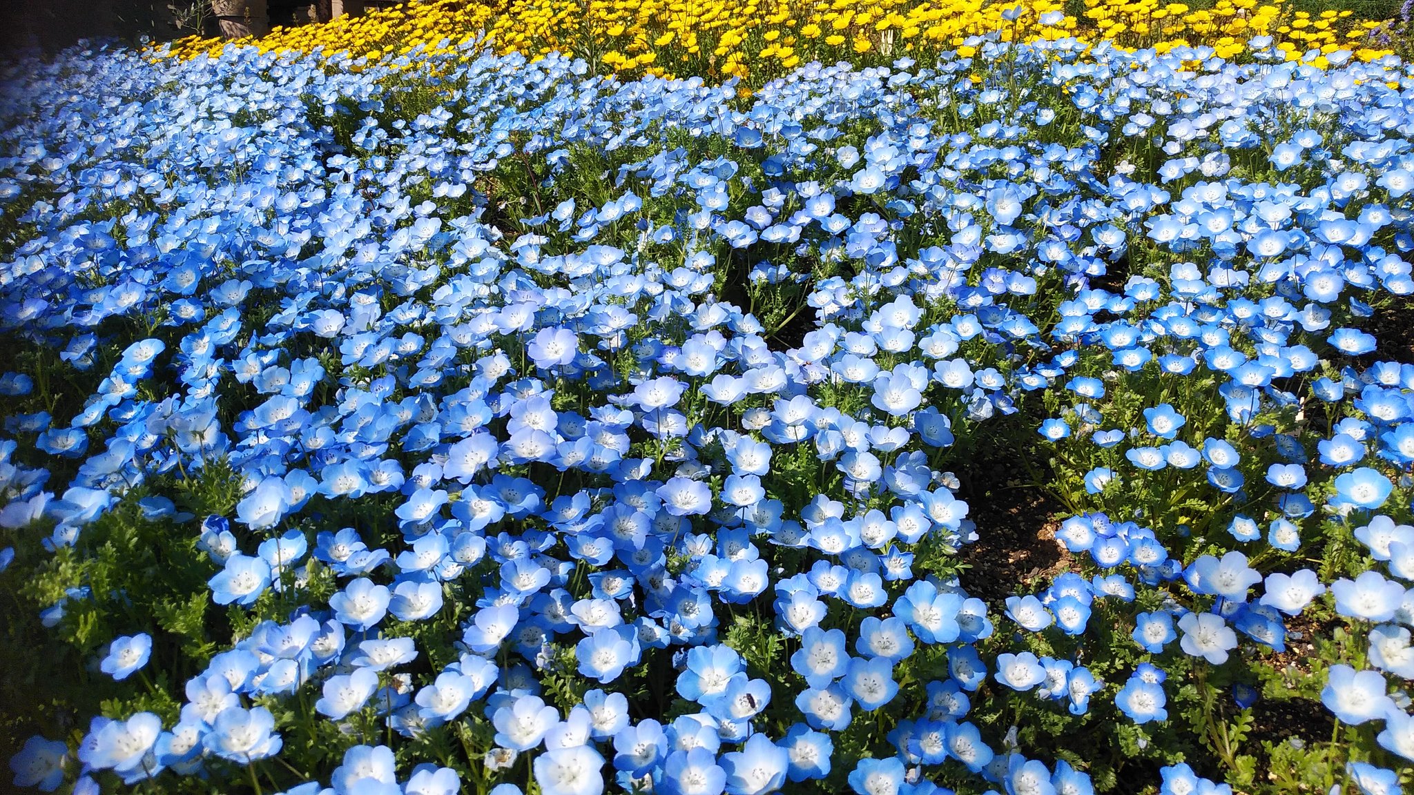 すー アリオ橋本の花屋さんは外に店舗があって買う目的がなくても青空の下の花を愛でに訪れたくなる フードコートの外側席に面しているので木々や花を観ながら食事もできる 遠出ができない今は身近な場所で非日常を味わう