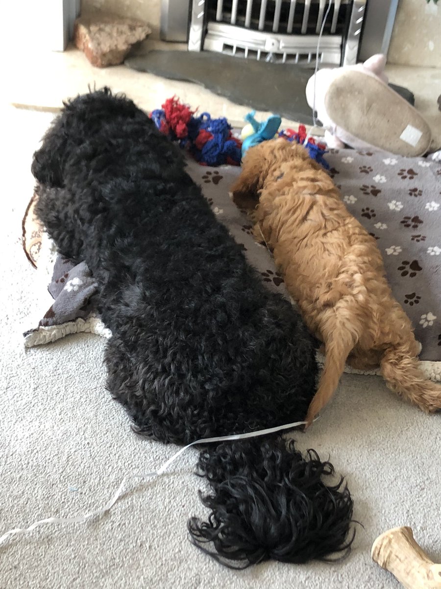 PanksPankhurst's tweet photo. Hoping motivation/mental health doesn’t let me down today. Time to get back to that to-do list. But first a cuddle with these two.... https://t.co/r42ZY5wR3d