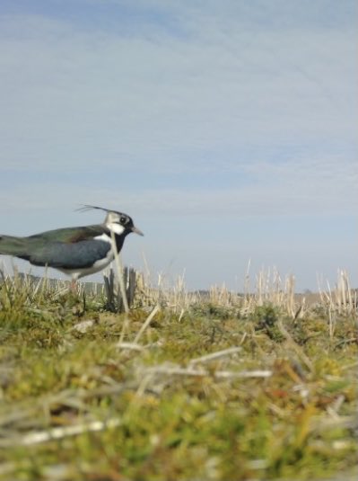 ForWaders's tweet photo. More cameras are just gone out to monitor breeding waders in Scotland... These #lapwing nests are in Aberdeenshire - we’re excited to see how the birds get on! #FarmWaderClub #NestCameraProject #WorkingForWaders https://t.co/ElO7Ves5xU