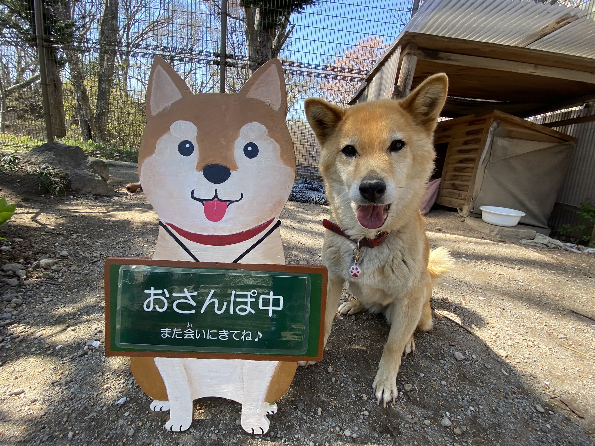 Amazon | 改装中ですが営業中です 横 犬 いぬ 柴犬 アニマル