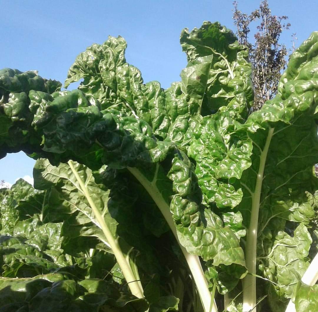 Wendy Farms Ukulima Sio Ushamba Wendyfarmsltd Twitter