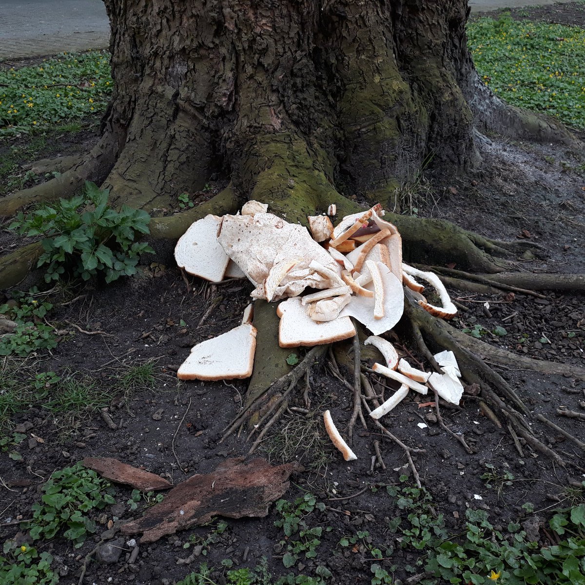 peterindewijk's tweet photo. Dit is wel dumpen in de tuin en trekt ratten aan. Stop hiermee A.U.B.!! https://t.co/26LSkInmQe