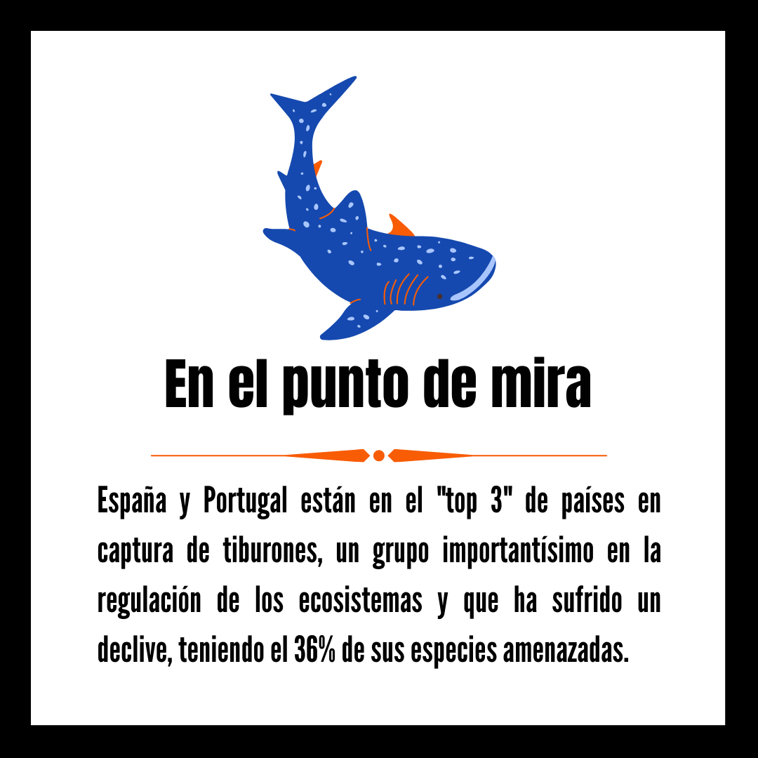 WWFAltoSil's tweet photo. Entre tiburones, rayas y quimeras, se conocen más de 1.200 especies, lo cual significa que más de 400 están amenazadas en la actualidad.
.
.
.
#Sharks #WWF #WWFAltoSil #Rays #Animals #Facts #Fishing #Biodiversity #oceans https://t.co/LcRmAojju6