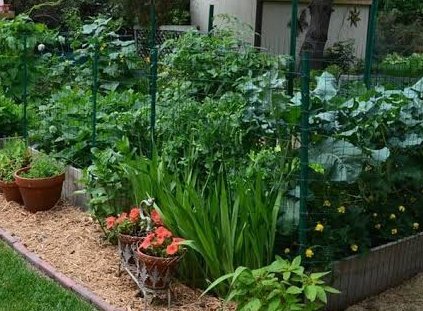 CityofJoburgZA's tweet photo. Weed your lawn or garden regularly. Weeds compete with other plants for water #JoziSaveWater #savethelastdrop ^NB https://t.co/7IPSzHVzRZ
