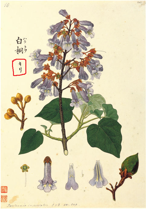 Paulownia, also known as 'kiri' in Japanese, is a plant with a lot cultural significance in both Japan and China. Heavily associated with longevity and the cycle ofbirth and death, it's especially prevalent in the life of Japanese girls: