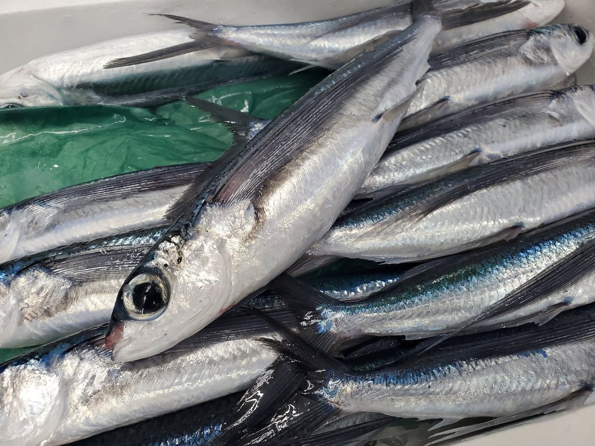 歌舞伎final 帰ります しばしの間トビウオをお楽しみ下さい そろそろ見るようになる魚 そのフォルムは1度見たら忘れまい あごだしってのはこいつから取るダシだぞ