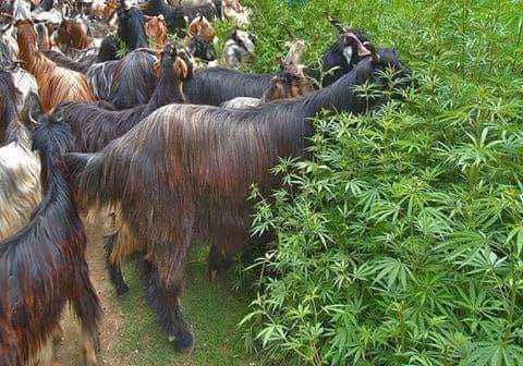 EzUzP6VUUAAwwn_?format=jpg&name=small