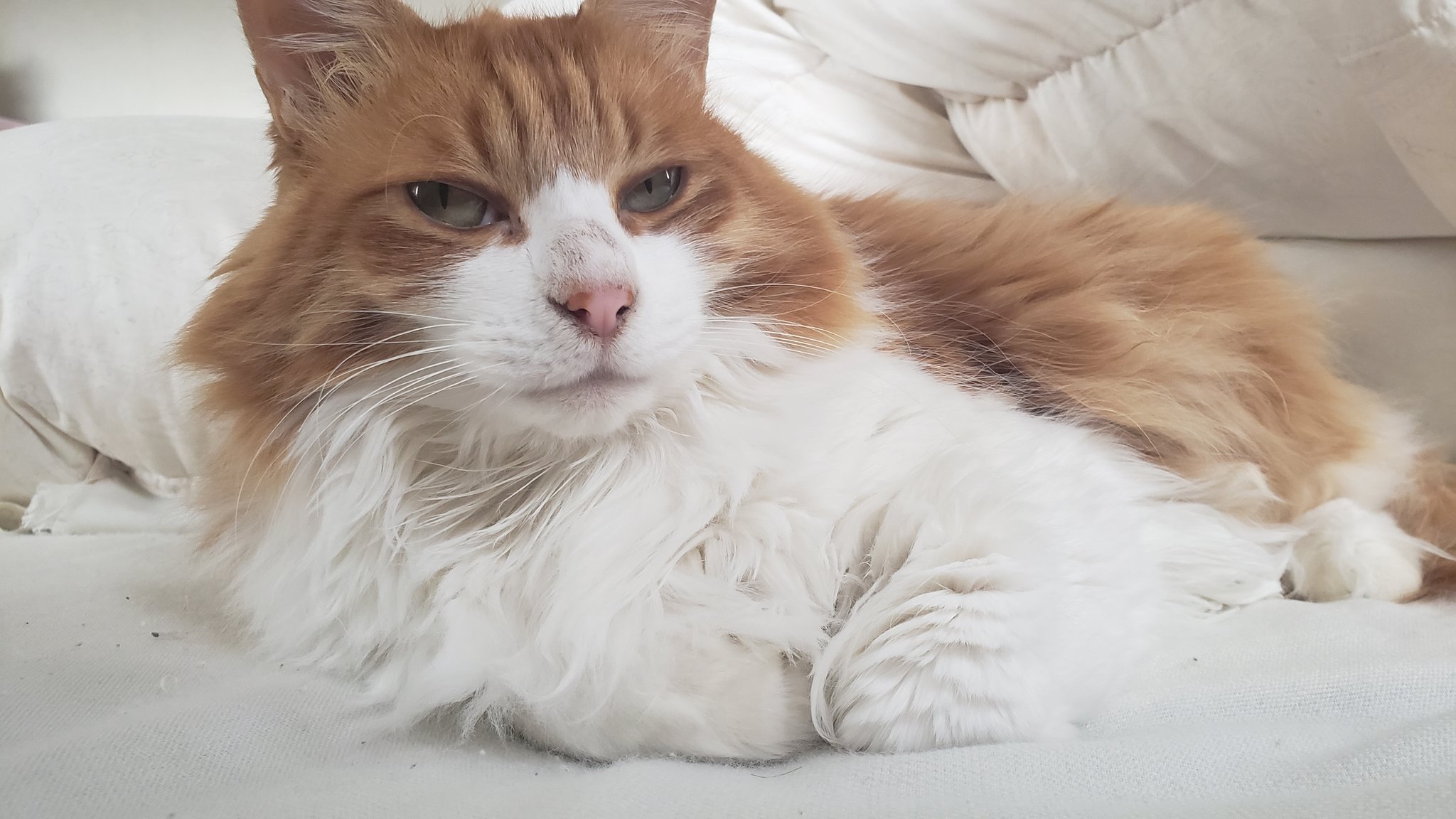 猫バリカン Twitter Search Twitter