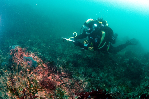 mcsuk's tweet image. Are you a diver? 🤿🌊

Want to be a #CitizenScientist and help us record important species and habitat information? 
🐟🦑🐙🦞 🦀

Join our @_Seasearch diving program -&amp;gt; seasearch.org.uk

#Volunteering