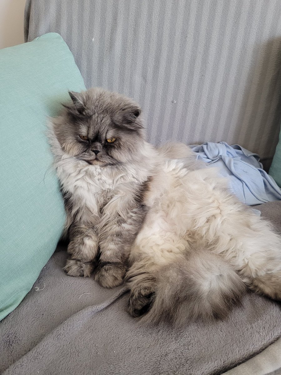 postichon's tweet image. Mon canapé est si confortable !