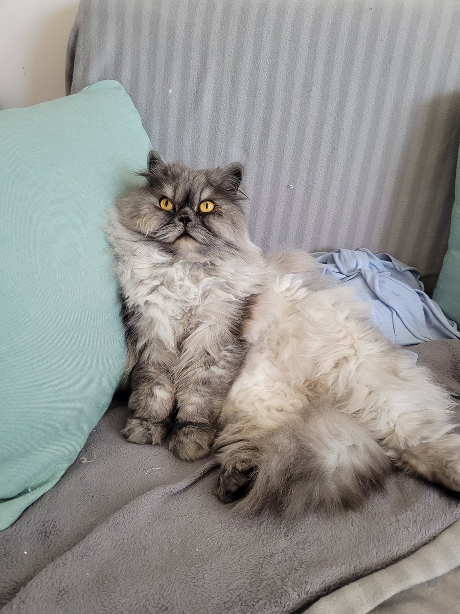 postichon's tweet image. Mon canapé est si confortable !