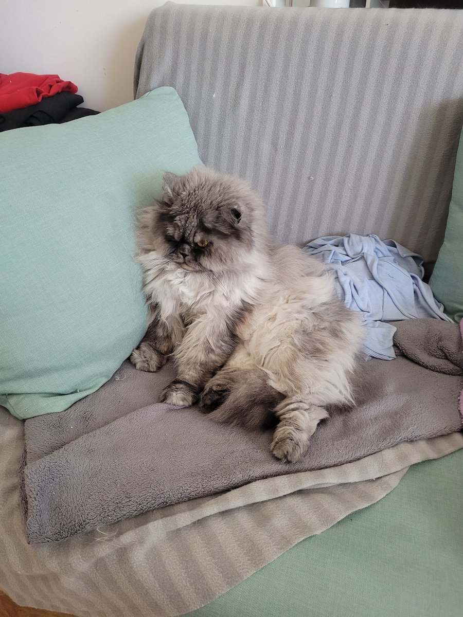 postichon's tweet image. Mon canapé est si confortable !