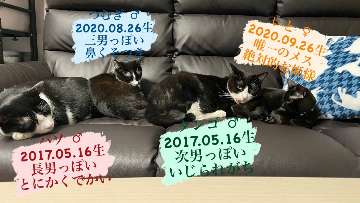 _p_t_t_i's tweet image. 4匹のこと🐱🐱🐱🐱